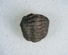 Bargain Enrolled Phacopid Trilobite - Morocco #7009-1